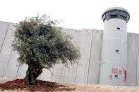 PENGON/Anti-Apartheid Wall Campaign
